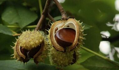 The use of chestnuts for the treatment of prostatitis